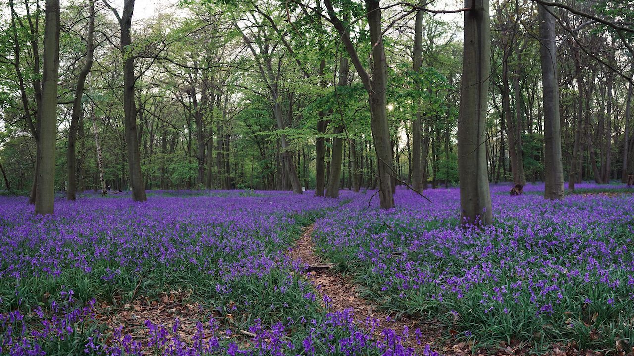 Forest, Greater London