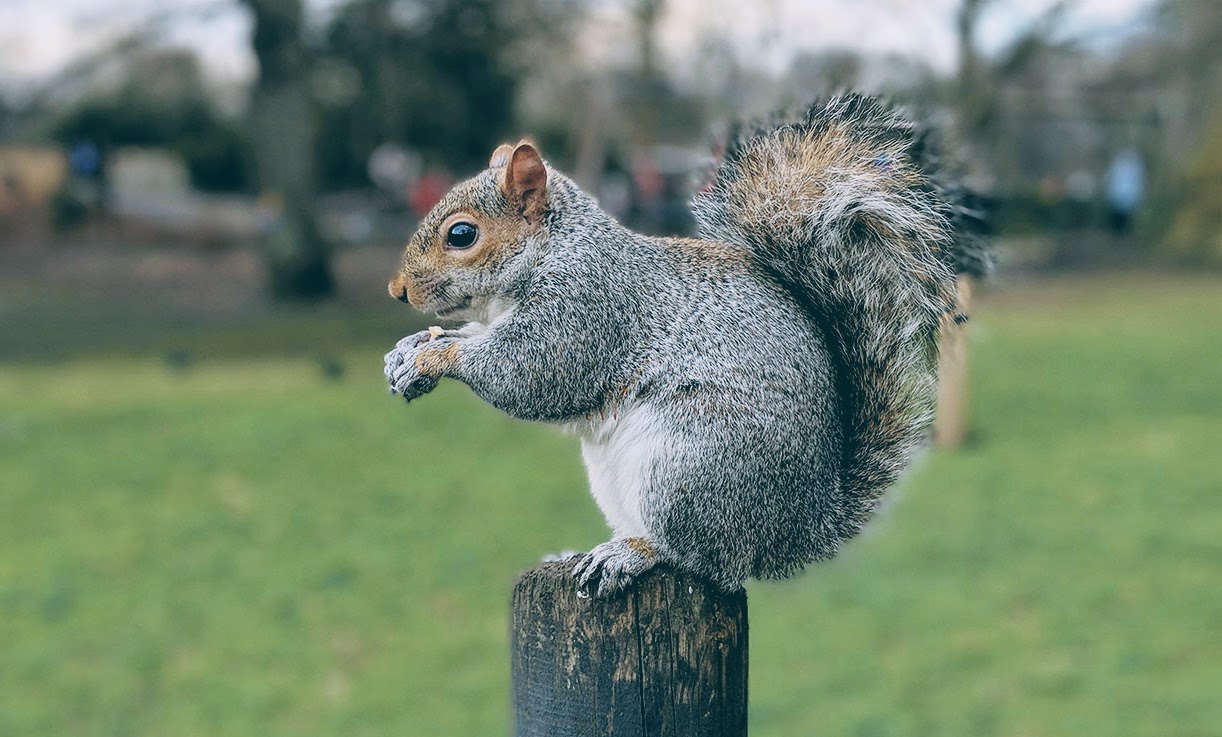 Squirrels Heath, Greater London