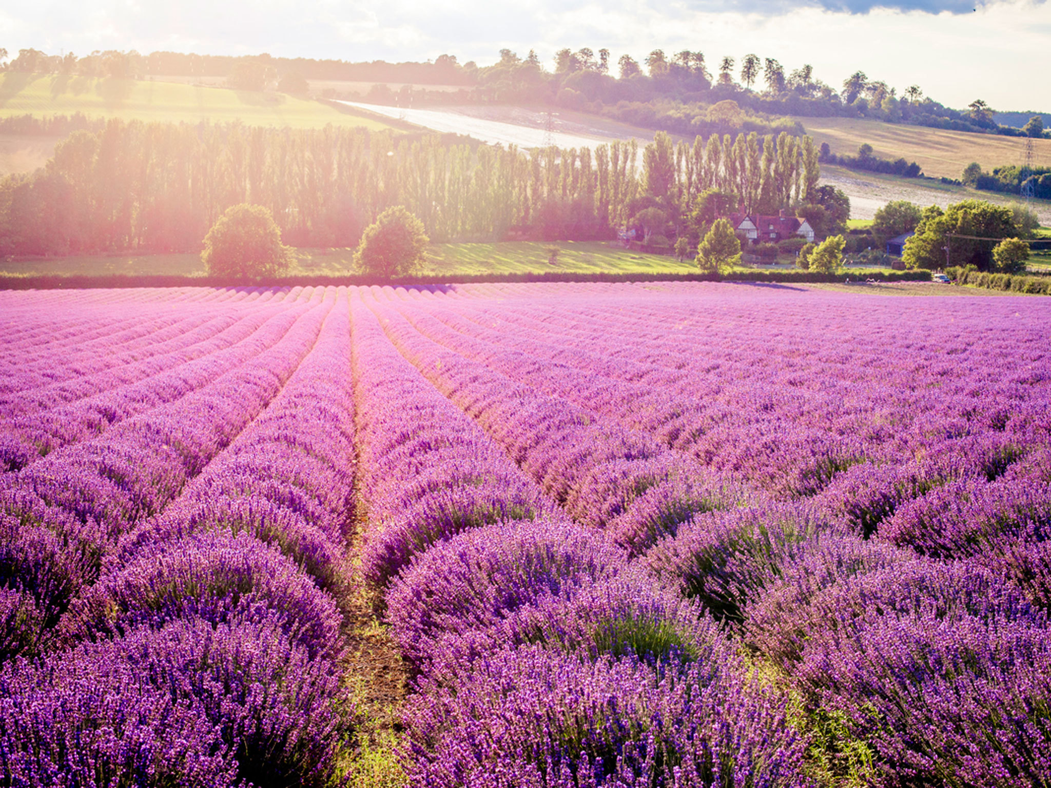 Lavender, Greater London