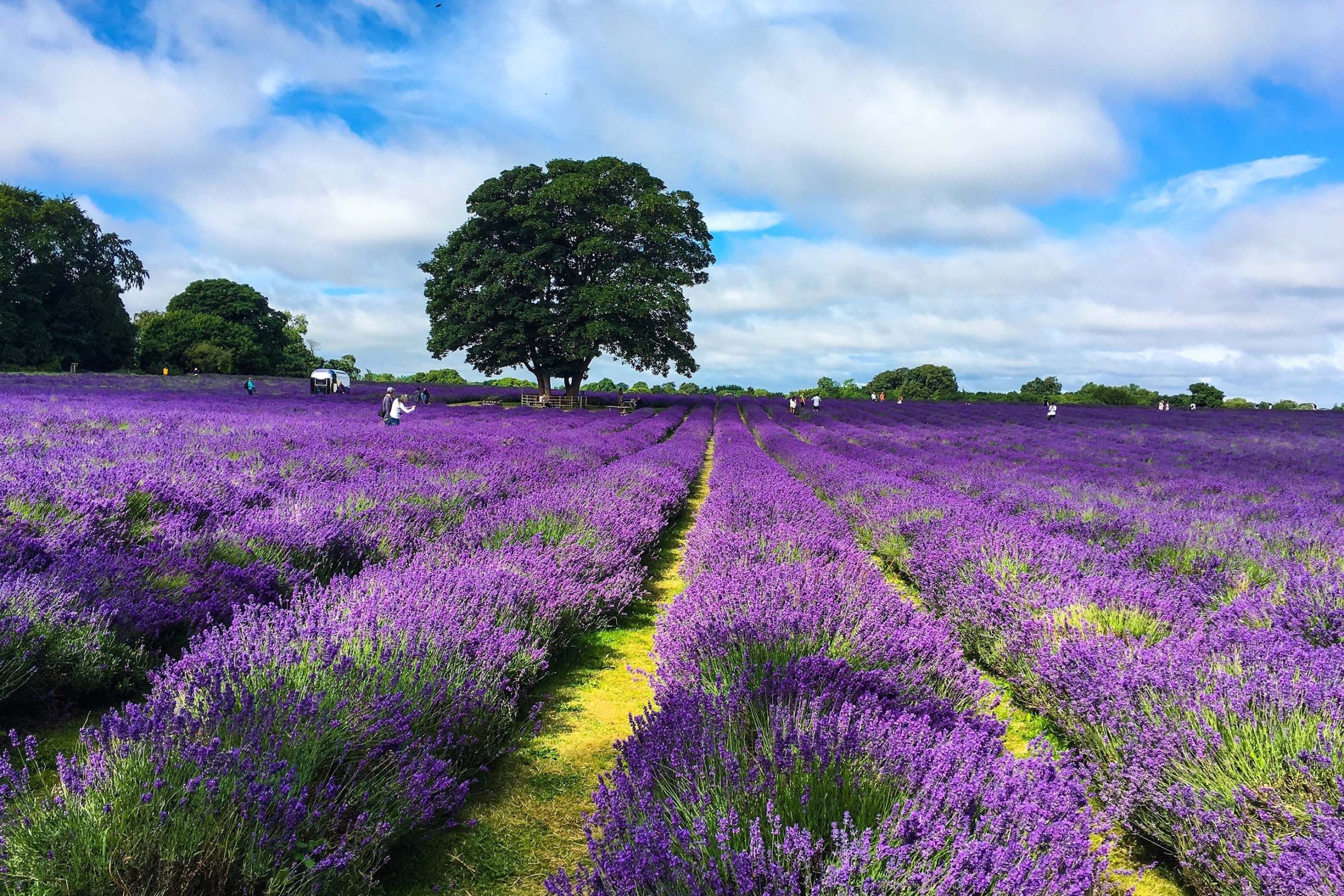 Lavender Fields, Greater London