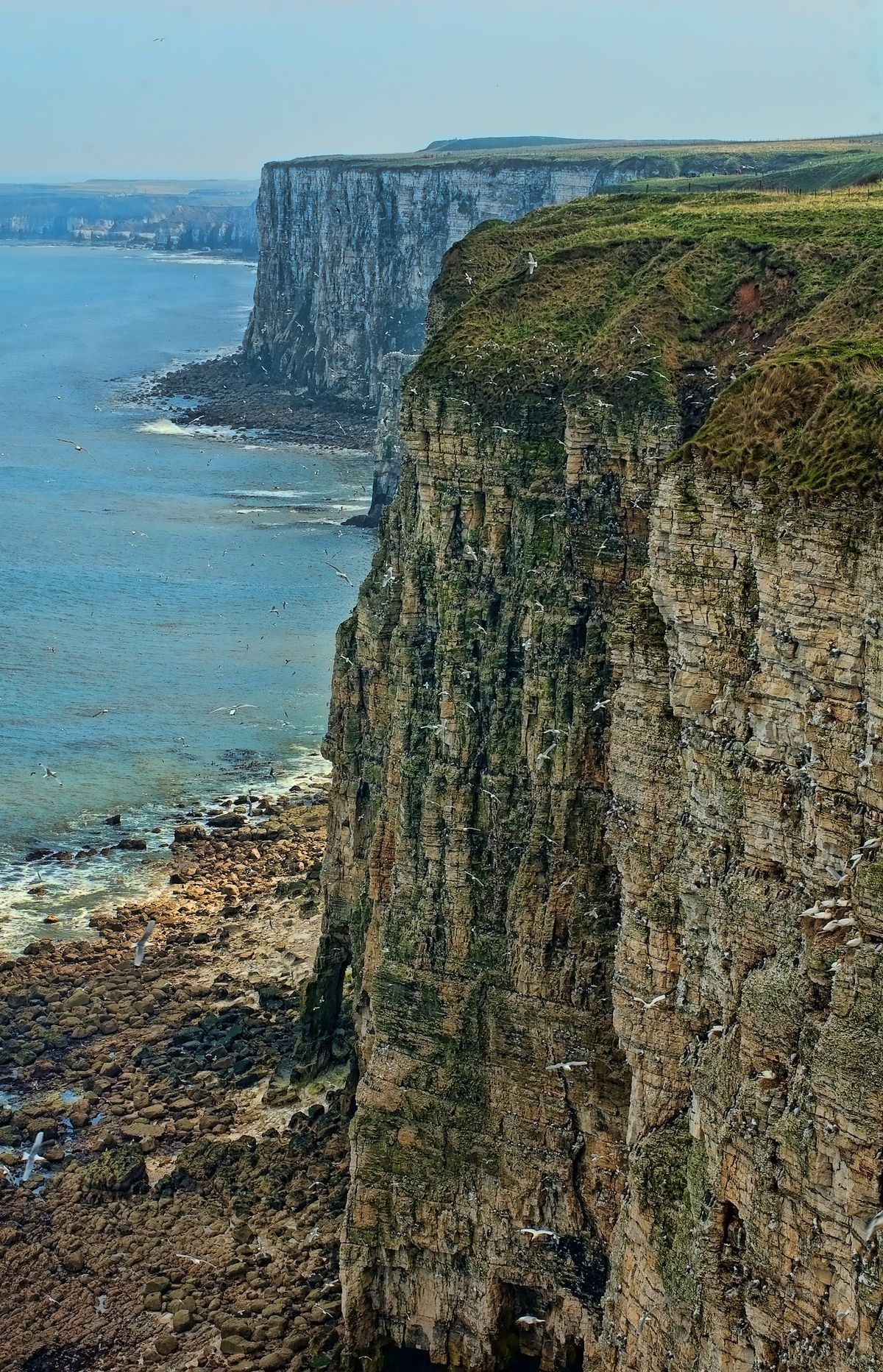 Bempton, East Riding of Yorkshire