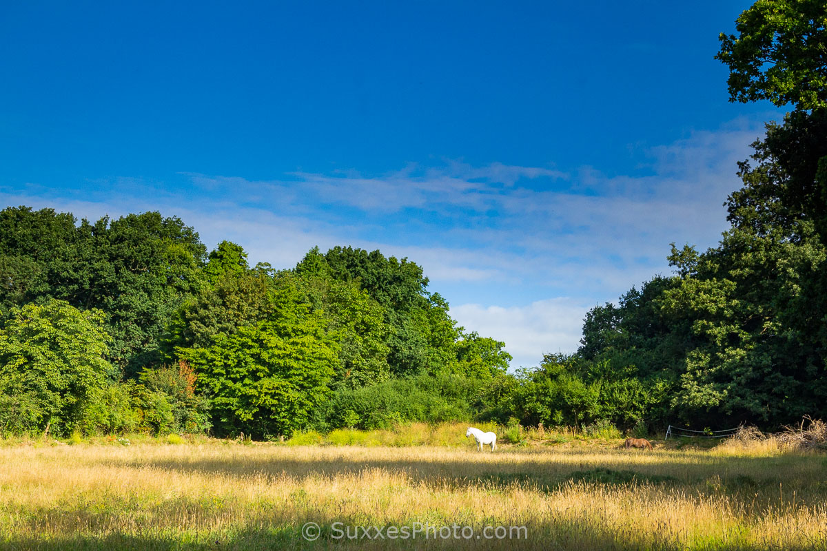 Charlwood, Surrey